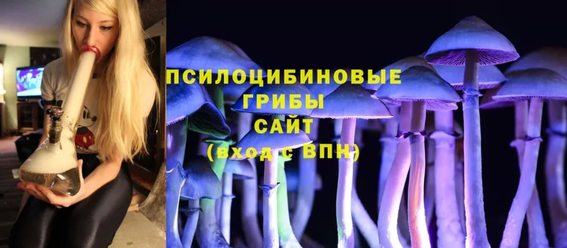 Псилоцибиновые грибы Cubensis  Воркута 